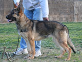 german shepherd  dog  Adora