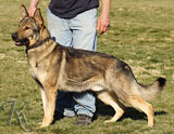 trained German Shepherd  dog for sale