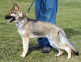 german shepherd dog