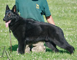 german shepherd dog Ares
