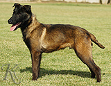 belgian malinois puppy for sale