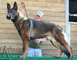 german shepherd  dog  Aron