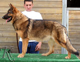 german shepherd  dog  Axi