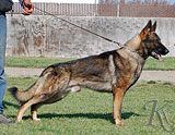German Shepherd dog  Bandit