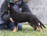german shepherd puppy Caia
