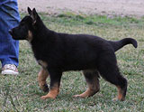 german shepherd puppy Cecy