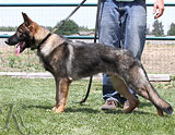 german shepherd puppy Crash