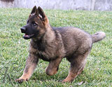 german shepherd puppy Cronik