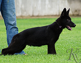 AKC registered german shepherd puppy / young adult for sale