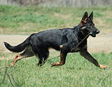 german shepherd puppy Dana X