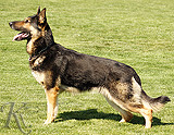 German Shepherd dog  Danny