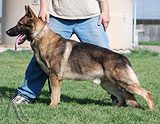 german shepherd dog Dante
