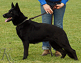 German Shepherd dog  Darci