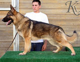 german shepherd  dog Dinamyte