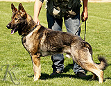 German Shepherd protection dog for sale