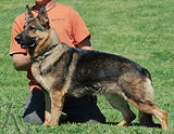 german shepherd dog Donia