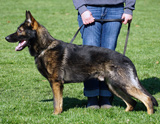 german shepherd future stud dog