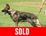 trained personal protection german shepherd dog for sale