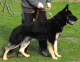 german shepherd  dog  Eik