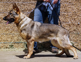 german shepherd future breeding female