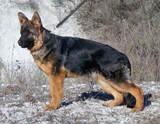 German Shepherd dog  Skotch