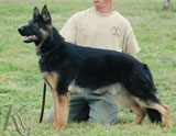 German Shepherd dog  Ferol