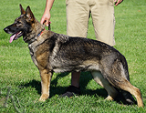 german shepherd dog breeding female
