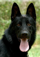 german shepherd  dog  Flint