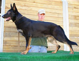 german shepherd  dog  Fred
