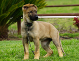 german shepherd  dog  Freia