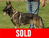 trained personal protection german shepherd dog for sale