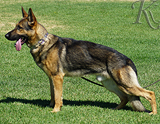 trained personal protection german shepherd dog for sale