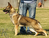 trained personal protection belgian malinois dog for sale