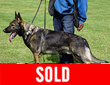 AKC registered trained personal protection german shepherd dog for sale