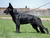 german shepherd puppy Granit