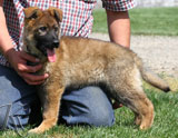 german shepherd puppy Grim