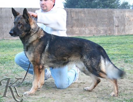 german shepherd  dog  Harky