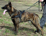 German Shepherd protection dog for sale