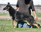 german shepherd dog Hexer