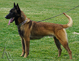 personal protection german shepherd dog for sale