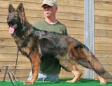 german shepherd  dog  Ibizen