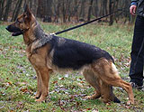 German Shepherd female Bruna