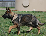 german shepherd  puppy Indigo