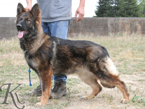german shepherd  dog  Janeska