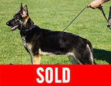 AKC registerd family companion german shepherd for sale