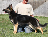 German Shepherd  Layla