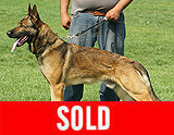 trained personal protection german shepherd dog for sale