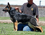 german shepherd dog Lexi