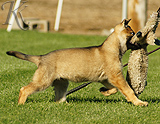 german shepherd puppies for sale