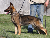German Shepherd  Liska